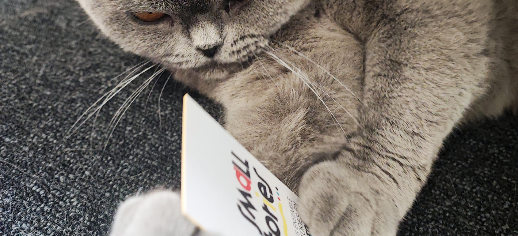 Chat carte de visite Smallstories